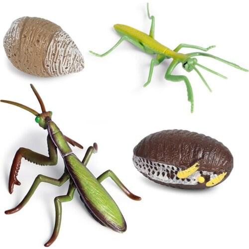 Educational Model Toy Simulation Animals PVC Mantis Growth Cycle Model Toy Popular Science Scene Decoration Gift
