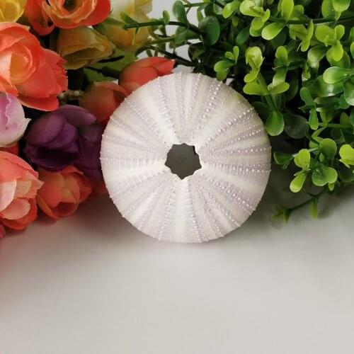 2PCS 3-6cm Natural Sea Urchin purple Sea Urchins Handicraft Home Decoration Crafts Natural Crafts Wedding Sea Shells DIY