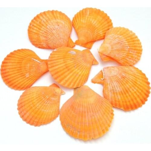 20pcs/lot Natural shell medicinal fan shell dry shell heguoteng shell