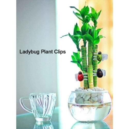 30PCS Ladybird Orchid Clips Plant Garden Support For Plant Vines Cute Shapes Garden Tool Melon Flower Pumpkins Plastic Hair Clip