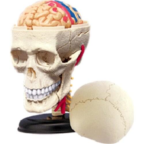 Anatomical Model of Human Lifelike Skull Organs Adults Puzzle Assembly Toys Medical Teaching Model 39pcs Model Building Kits