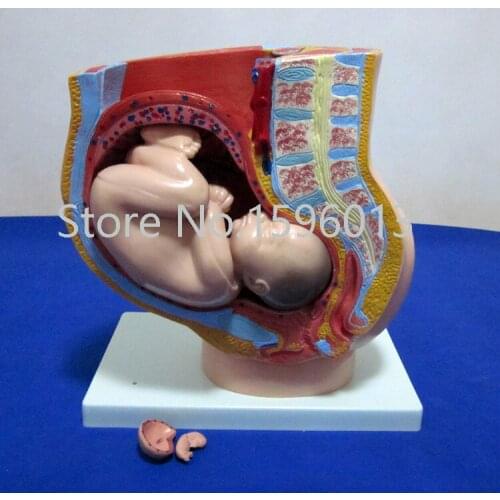 Sagittal Anatomy of Female Pelvis Model, Pelvis with Fetus model 4 parts,Female anatomy pelvis with Uterus model