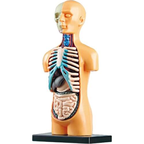 3D Science Human Body Torso Model with Removable Organs Assembly DIY Toys