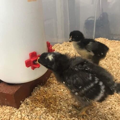 12 Pack - Horizontal Side Mount Automatic Poultry Nipples - Clean Drinker Waterer For Chicken Or Quail