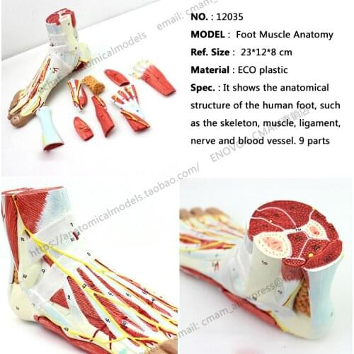 CMAM/12035 Muscles of Foot with Main Vessels and Nerves, Plastic Human Body Muscle Teaching Anatomical Model