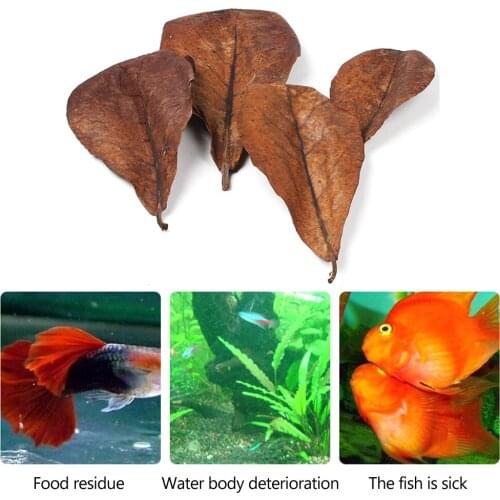 10pcs Natural Terminalia Catappa Leaves Aquarium FishTank Improve Water Quality Water Treatment Balance PH Acidity Almond Leaf