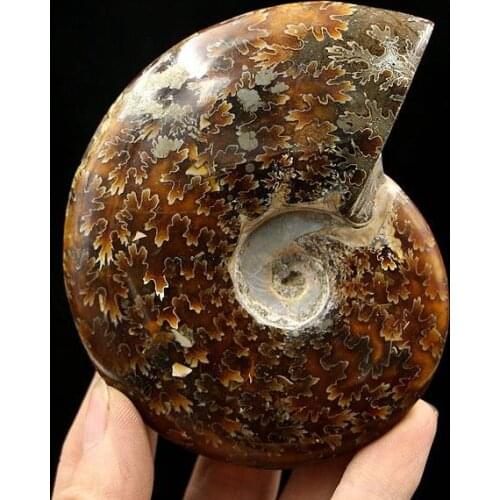 AA++ Natural AMMONITE PRETTY NAUTILUS MADAGASCAR FOSSIL SPECIMEN HEALING free shipping