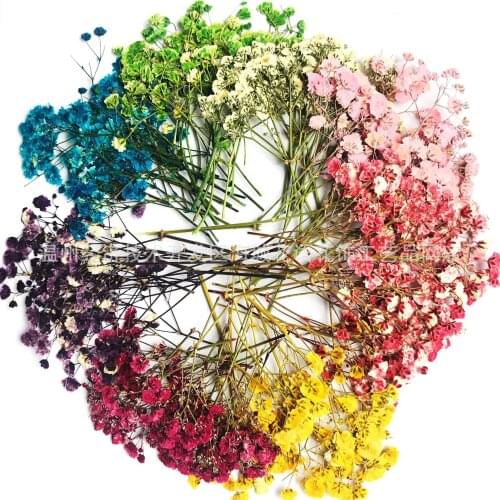 Gypsophila Paniculata Flower Specimen DIY Hand-made Glue Dried Flower Embossing Material