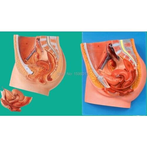 Median Section of Female Pelvis Model, Anatomy female pelvis model