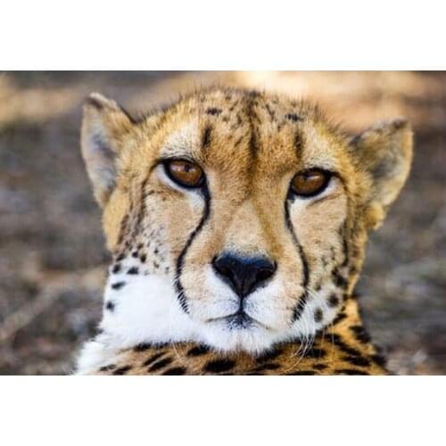 Full Drill Diamond Embroidery Cross Stitch Animal Cats Full Drill Diamond Art Crystal Mosaic Cheetah 5D Diamond Painting Leopard