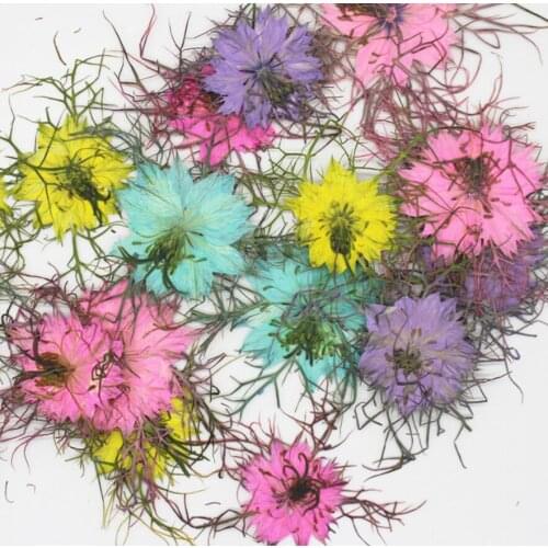 120pcs Pressed Dried Nigella damascena Flower Plants Herbarium For Jewelry Making Postcard Frame Phone Case Craft DIY