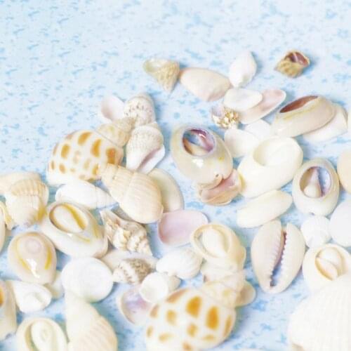 1 Bag Artifical Shell Vivid DIY Shell Shell Cream Glue Epoxy Accessories for Home