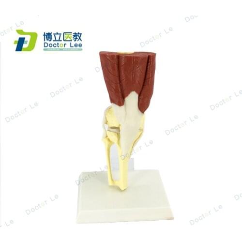 Anatomical model of knee joint with muscles ideal for student and patient education