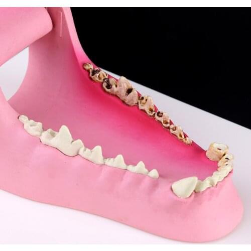 Dog Tooth Anatomy Model Canine Veterinary Animal Skeleton Veterinary Teaching Anatomy H9EB