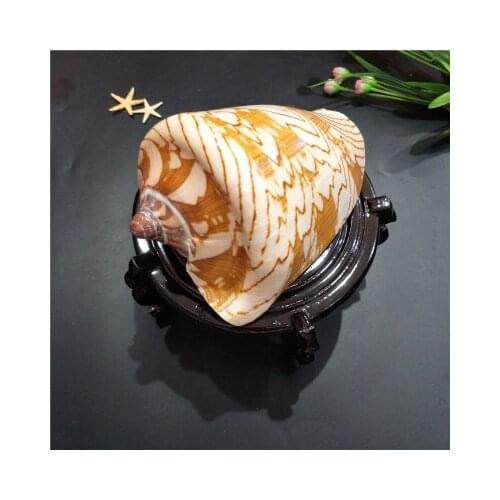 Natural Conch Childrens Toys Landscape Conch Shell Fish Tank Landscaping Decoration Platform Decoration Landscape Conch