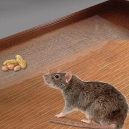 Hot Sale Waterproof Killing Mouse Rat Trap Killer Clear Invisible Mouse Glue Trap For Out Door Indoor Mice Traps