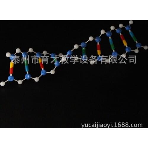DNA Double Helix Structure Model Component Deoxyribonucleic Acid Genetics Teaching Aids