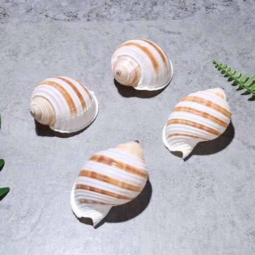 10pcs Natural Seashell Beach Craft DIY Jewelery Craft Accessories Home Fish Tank Ornaments Handmade Art Crats Room Decorations