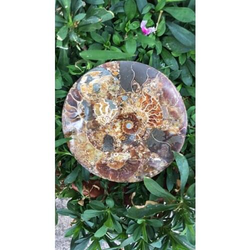 2 pieces Ammonite Fossil Slice Plate Natura Shell a compassl MADAGASCAR FOSSIL SPECIMEN HEALING decoration