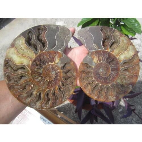 1155g(2.54 lb) 1 Pair Half Cut Ammonite Shell Fossil Specimen Madagascar