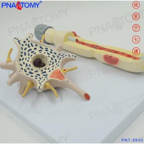 2500 Times Enlarged Neuron Model Nervous System PNT-0640 Anatomia Reproductor Masculino Medical Science Human Anatomy Nerv