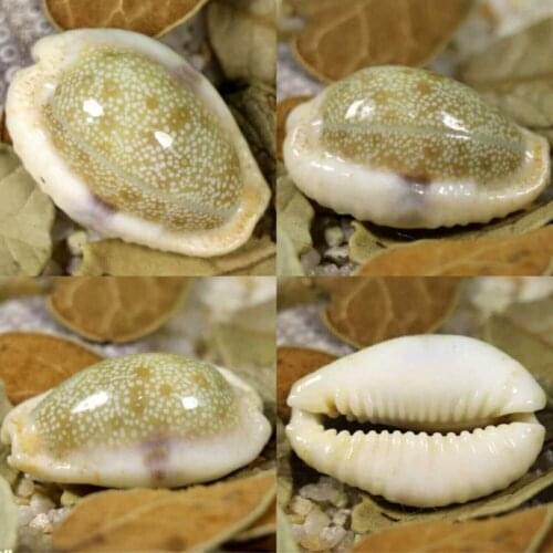 1 Pc Rare Species of Snail Specimen snails Mediterranean Natural Shells and Conch Crafts