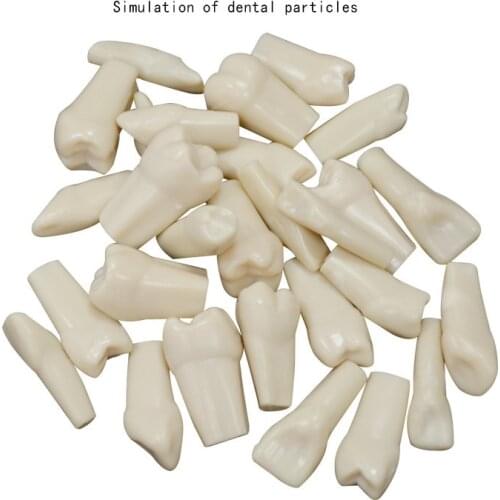 28 pcs High Quality Simulation Tooth Grain Resin Simulation Tooth Grain Dental Tooth Model For Dentist Exam Preparation Teaching