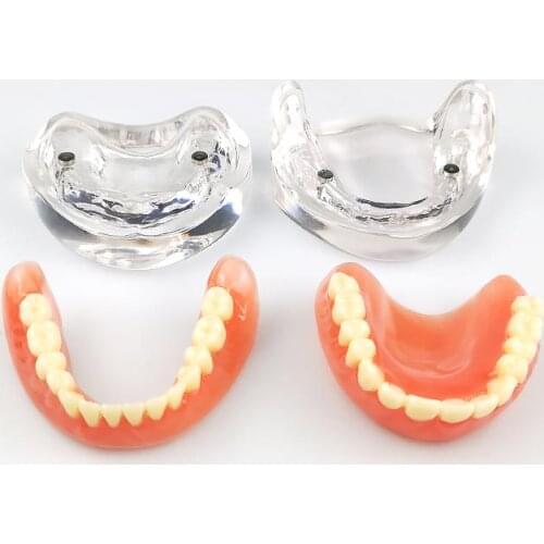 Dental Teaching Model Complete Denture Dental Teeth Standard Teeth Model