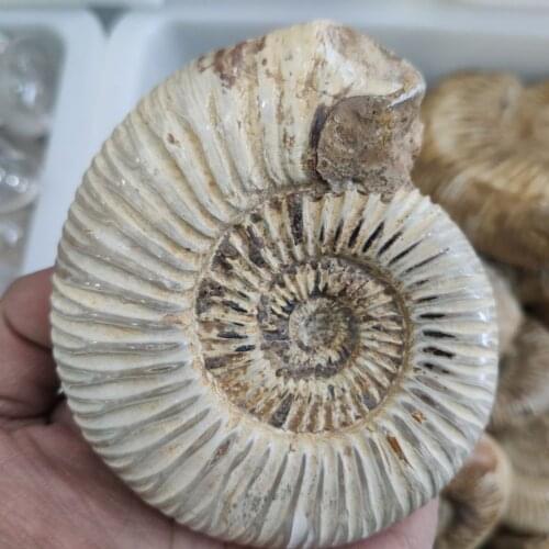1pcs 200g Whole Natural Ammonite Conch Fossil Crystal Mineral Specimen