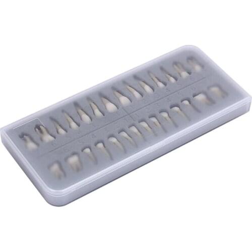 Adult Teeth Model 28Pcs 1:1 Permanent Teeth Model Resin School Teaching Equipment