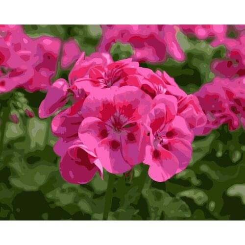 MaHuaf-i949 painting by numbers flowers red Geranium Hand Painted Framed Acrylic Picture coloring by numbers on canvas 40x50cm