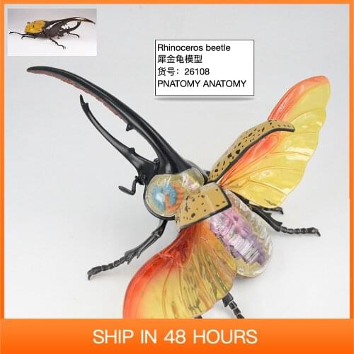 Rhinoceros Beetle Model 4D MASTER 26108 Puzzle Insect Anatomy Toys DIY Animal Products Biological Teaching Demonstration Gift