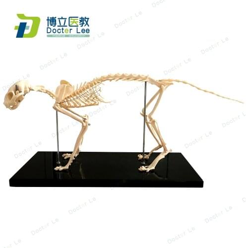 BOLI Life Size Animal Cat Skeleton Model Aantomical Bone veterinary teaching AIDS