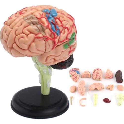 "4D Anatomical Human, Brain Model Anatomy Medical Teaching Tool Toy Statues Sculptures Medical School Use 7.2*6*10cm "