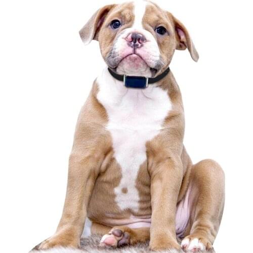 Smart Pet GPS Tracking Collar Practical Anti-Lost Waterproof Tracer Waterproof Puppy Dog Mini Tracking Pet Cat Dog Puppy Collar