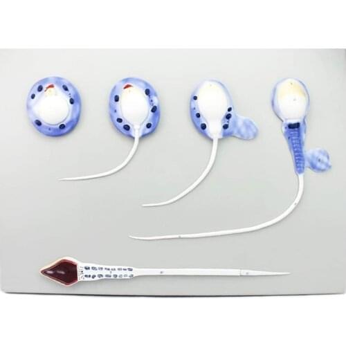 Spermiogenesis Process Model Anatomic Model of Spermatogenesis In The Human Reproductive System