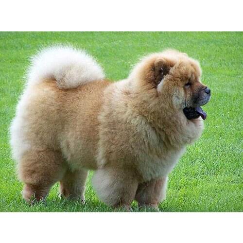 5D DIY Diamond Painting Chow Chow dog Diamond Embroidery dog Pictures Of Rhinestones Decor Diamond Painting Full Square TY503