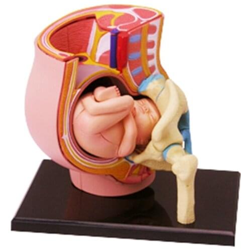 4d Human Pelvis Anatomy Model Skeleton Medical Teaching Aid Puzzle Assembling Toy Laboratory Education Equipment