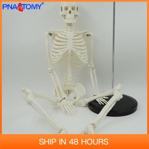 85cm human skeleton model flexible arms and legs for arts medicine study skull spine anatomy medical teaching tool