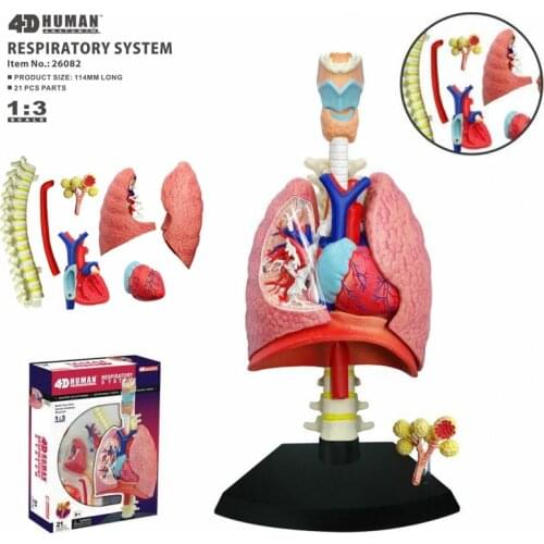 4D Lung Intelligence Assembling Toy Human Organ Anatomy Model Medical Teaching DIY Popular Science Appliances