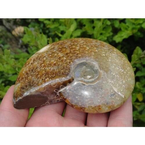 232g collection NATURAL polished Ammonite Fossil Mineral specimens