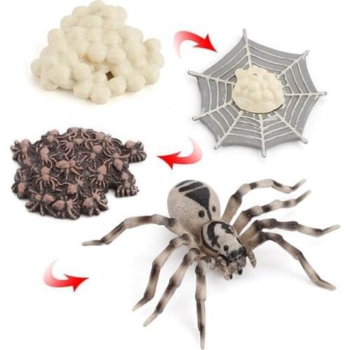 Novelty Spider Model Life Cycle of Insects Plastic Simulation Insect Model Spider Growth Educational Nature Toy