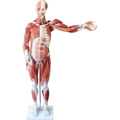 Medical Science Subject Anatomical Series 80CM Human Muscle Model Male (27 PARTS)