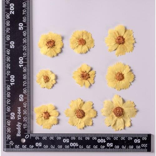 120pcs Pressed Dried Coreopsis basalis Plants Herbarium For Epoxy Resin Makeup Jewelry Postcard Invitation Card Phone Case DIY