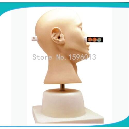 Advanced Ear Diagnostic Simulator,Ear diagnosis model