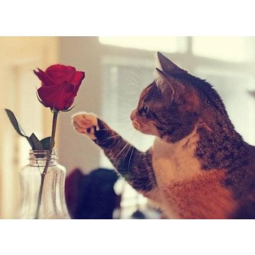 5d diy diamond painting cat cross stitch diamond painting animal rhinestones embroidery handcraft diamond embroidery cats