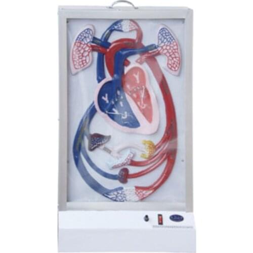 Electric Heart Beat And Blood Circulation Model BIX-A1078 WBW369
