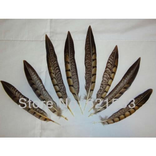 Tail Feathers ,100Pcs/Lot 6-8" 15-20cm NATURAL Lady Amherst Pheasant Tail Feathers,Lady Amherst Tails