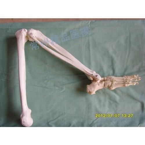 Teaching simulation limb model natural lower limb bone femur tibia fibular foot skeleton model