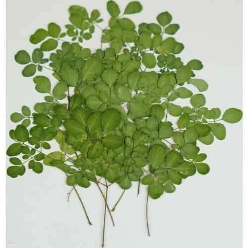 100pcs Pressed Dried Stem Boenninghausenia albi Flower For Epoxy Resin Pendant Jewelry Face Make Up Making Craft DIY Accessories